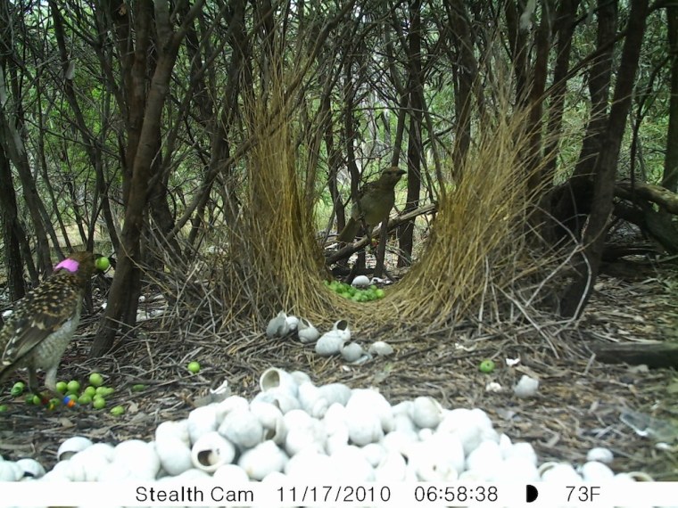 A bowerbird perches in his bower, surrounded by decorative green fruit.