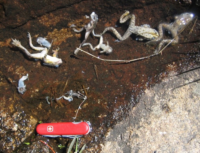 Image: Dead frogs