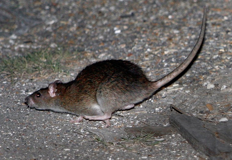 Image: Rat
