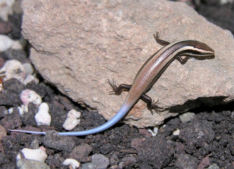 One of the newly identified skinks from the Caribbean, called an Anguilla Bank skink.