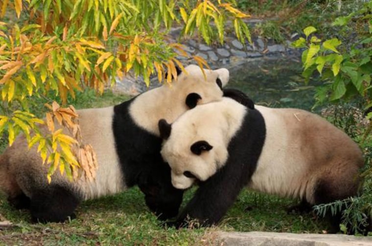 Image: Pandas