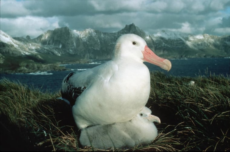 A wandering albatross with her chick on the sub-Antarctic island of South Georgia.