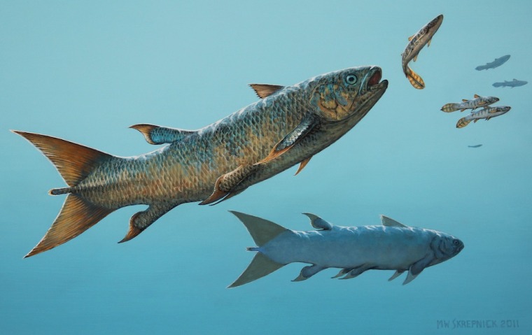 A coelacanth species discovered in British Columbia is the only known version of this ancient fish to boast a forked tail. This is a depiction of a fast-swimming coelacanth Rebellatrix chasing smaller species of fish in the Early Triassic ocean west of Pangaea.