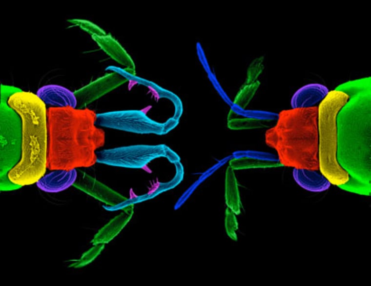 Male water striders (left) have much more complex antennae than females (right).
