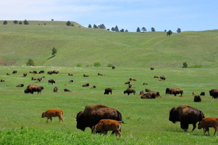 Image: Buffalo roam in Yellowstone National Park