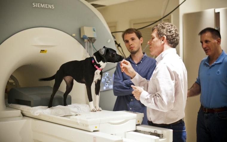 Callie wears ear protection as she prepares to enter the scanner. The research team includes, from left, Andrew Brooks, Gregory Berns and Mark Spivak.