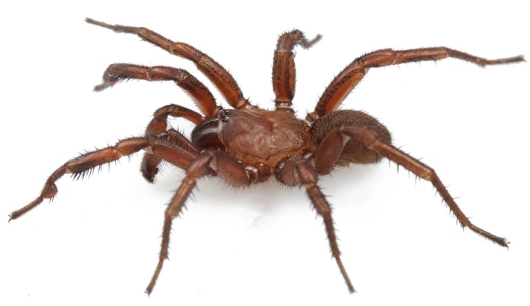 New spider species discovered in Alabama subdivision