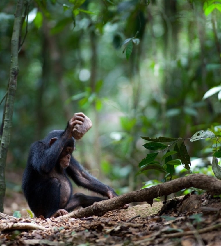A young chimp uses a stone to crack open a coula nut.