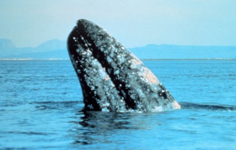 Gray whales, such as this one breaching here, are up to 46 feet (14 meters) long and weigh up to 99,000 pounds (45,000 kilograms).