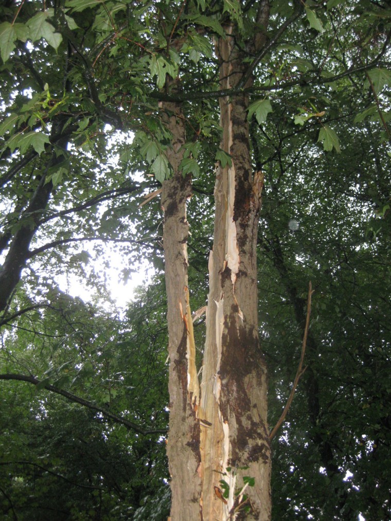 Image: Tree struck by lightning