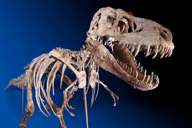 Image: Tyrannosaurus bataar skeleton