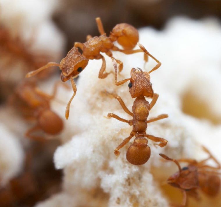 Cyphomyrmex wheeleri ants in Texas tend their fungus garden. The garden consists of a particular fungal species that the ants and their ancestors have continuously cultivated for more than 5 million years.