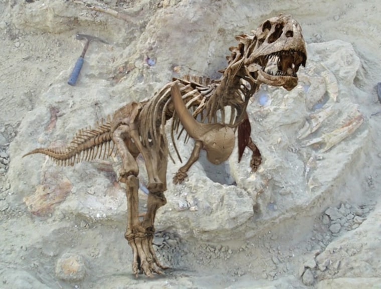 Image: Reconstructed skeleton of abelisaurid Majungasaurus crenatissimus