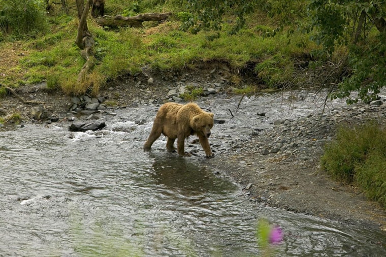 A grizzly bear walks at the edge of the water in the Kodiak National Wildlife Refuge in Alaska. Getting accurate counts of bear populations can be a tough task.