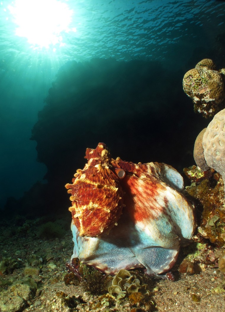 Octopuses camouflage themselves by matching their body pattern to selected features of nearby object, like this one looking suspiciously like a conch shell.