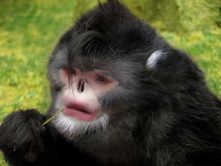 A previously unknown type of snub-nosed monkey, discovered in northern Myanmar and dubbed Rhinopithecus strykeri, has a nose so upturned that the animals sneeze when it rains. To avoid inhaling water, they sit with their heads tucked between their knees on drizzly days, local hunters say. The species is shown here in a Photoshop reconstruction based on a Yunnan snub-nosed monkey and a carcass of the newly discovered species.