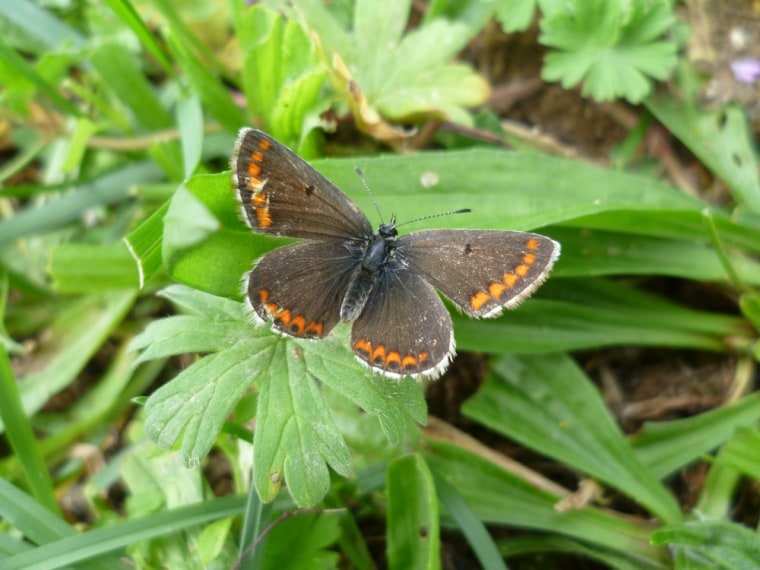 Image: Brown argus butterfly