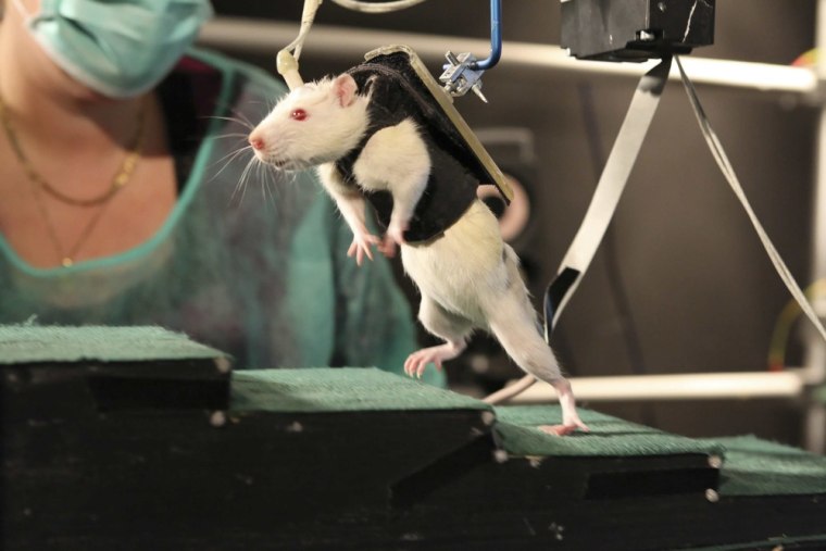 Image: Handout photo of rat walking on its hind legs during experiment at Center for Neuroprosthetics and Brain Mind Institute in Ecublens