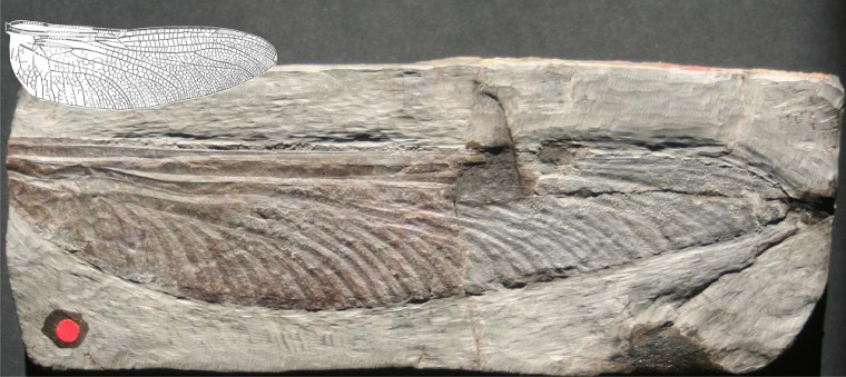This fossilized insect wing from the species Stephanotypus schneideri is about 300 million years old. The wing is about 7.5 inches (19 centimeters long), substantially smaller than the largest fossil insect (Meganeuropsis permiana, about 33 cm long). Superimposed on the fossil is a drawing of the largest Cenozoic insect (it's about 12 million years old), Epiaeschna lucida, which comes in at 2.6 inches (6.7 cm) long, similar to modern insects.