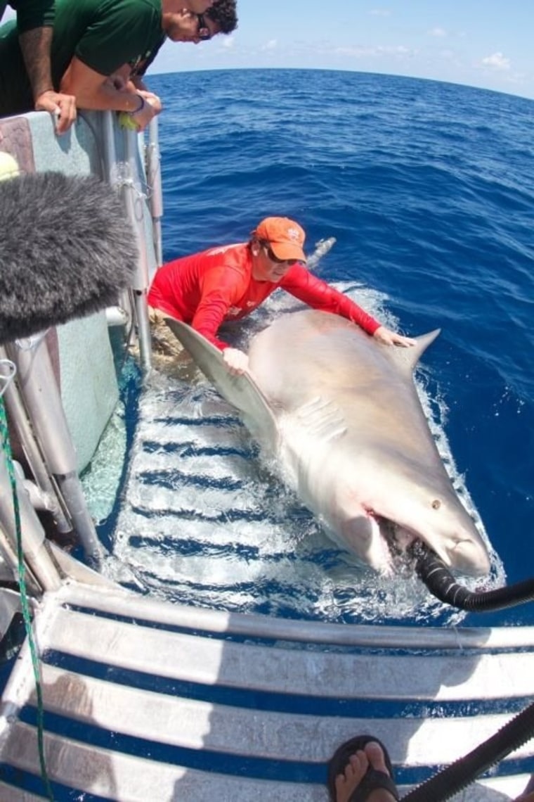 Image: 1,000-pound bull shark