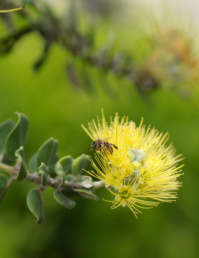A honeybee on a Lehua blossom from the native Hawaiian tree "Ohi'a" (Metrosideros polymorpha Gaudich). Nectar from Lehua blossoms produces a highly prized specialty honey and provides abundant forage for the local colonies, which are threatened by colony collapse disorder caused by a mite and a virus.