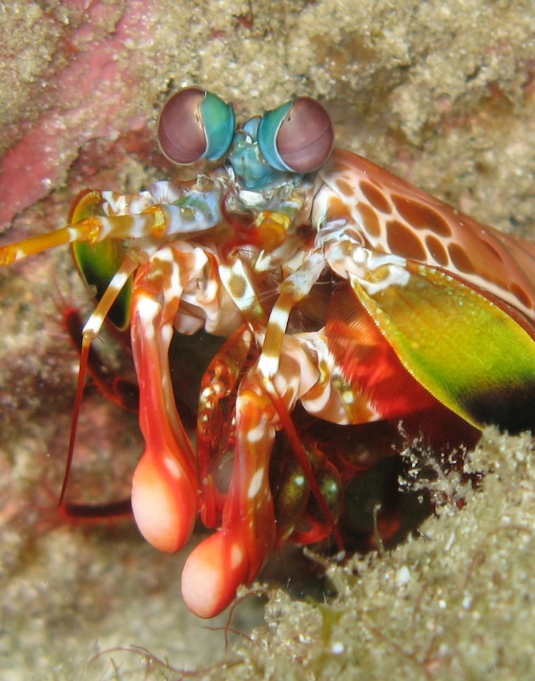 The peacock mantis shrimp Odontodactylus scyllarus from the Indo-Pacific boasts strong, hammer-like claws.