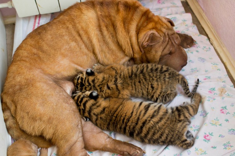 Image:  Shar Pei dog Cleopatra feeds two baby tigers