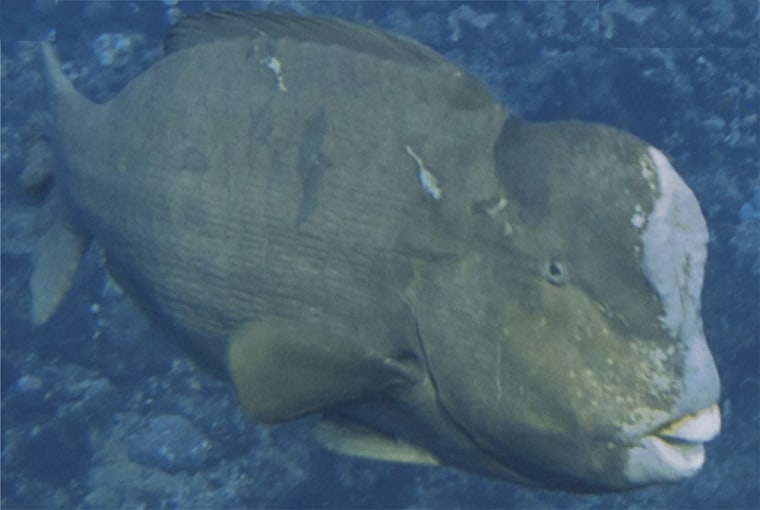 The dominant male, showing scale damage on back and side, is shown here following a head-butting bout. The giant bumphead parrotfish (Bolbometopon muricatum), which can reach 4 feet (1.3 meters) long and 100 pounds (46 kg), is named for its bulbous forehead (shown here); its eccentric look gets a boost from the pouty lips and yellowish-to-pink face.