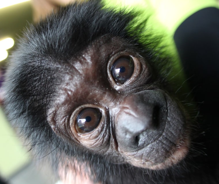 Image: Bonobo