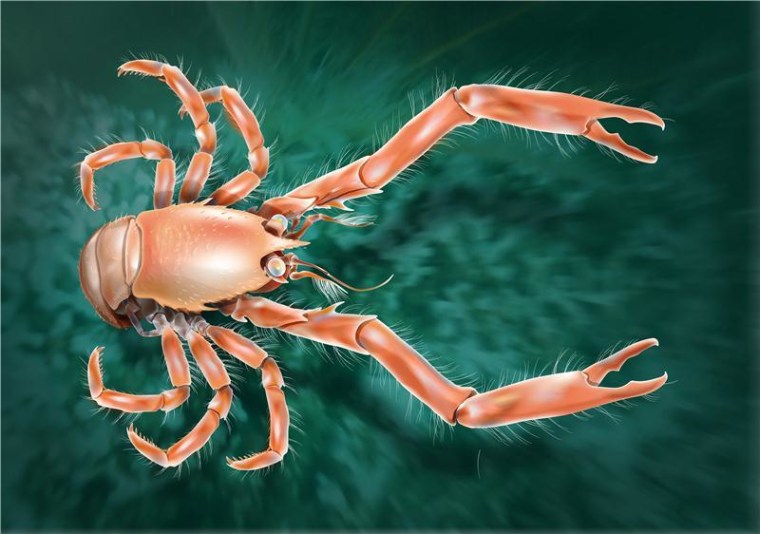 A drawing of the newly discovered squat lobster.