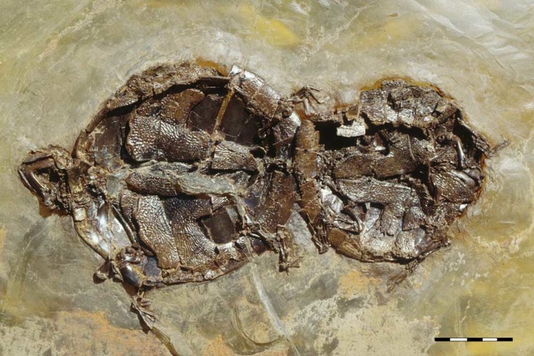 These fossils represent one of nine mating pairs of the extinct turtle Allaeochelys crassesculpta found at the Messel Pit fossil site in Germany. The male (to the right) is about 20 percent smaller than the female.