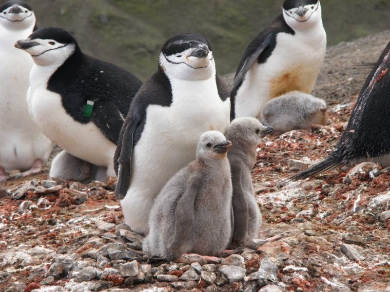 Image: Chinstrap penguins