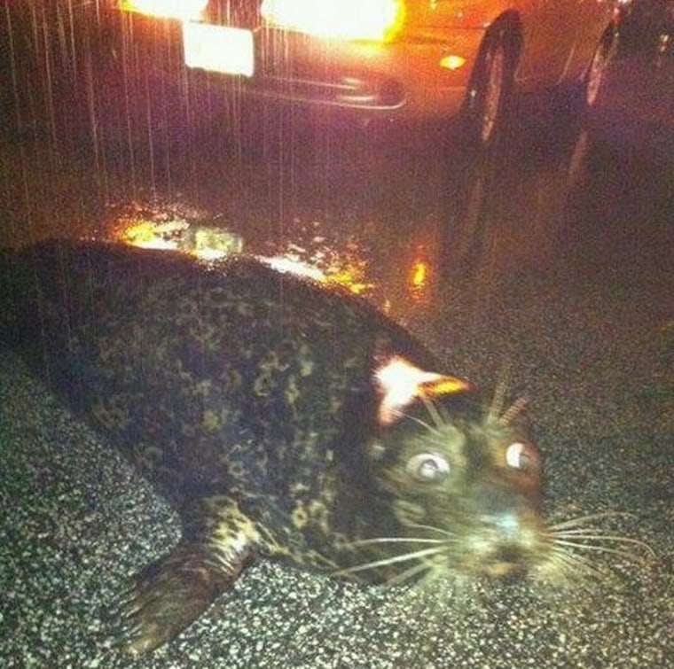 A loose seal moves across Grand Ave. outside the Duluth zoo on June 20, 2012