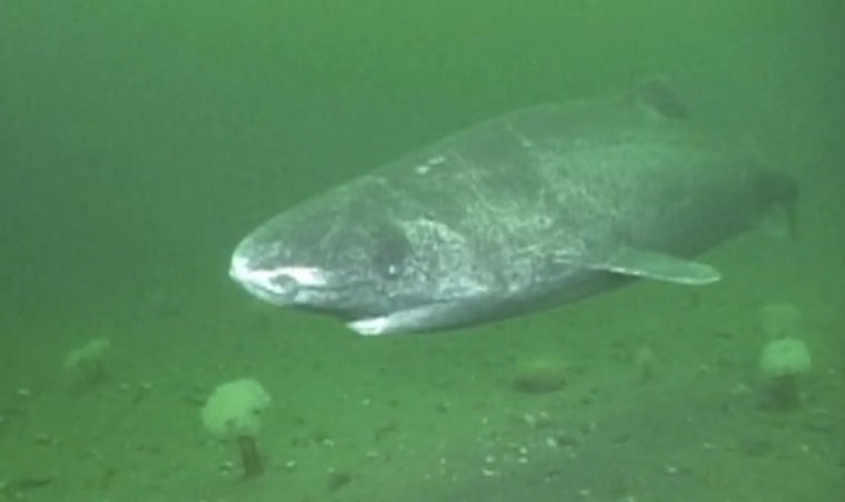 The Greenland sleeper shark can reach a maximum length of about 21 feet (6.4 meters) and live in the chilly waters of the North Atlantic and Arctic. It is shown here in a screengrab of a video by GEERG, a research group that studies the Greenland shark and other northern sharks.