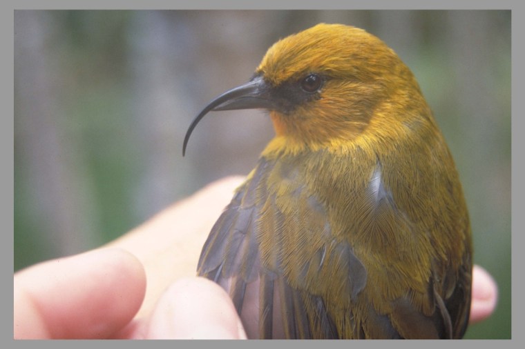A 1992 photo of the endangered Hawaii forest bird, 'Akiapola'au (Hemignathus munroi). Three endangered Hawaiian birds may be expanding their ranges. 