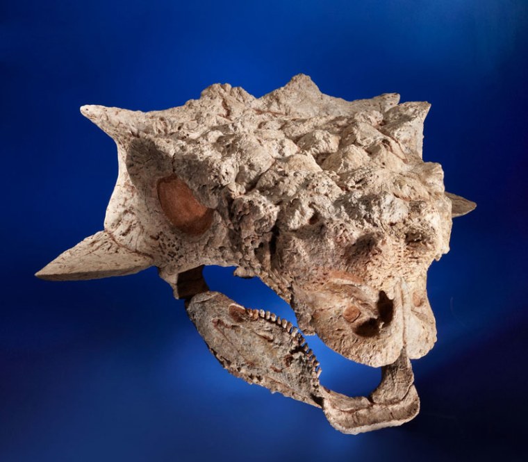 This Ankylosaurid skull is among the fossils auctioned on May 20 that paleontologists suspect were taken illegally from Mongolia.