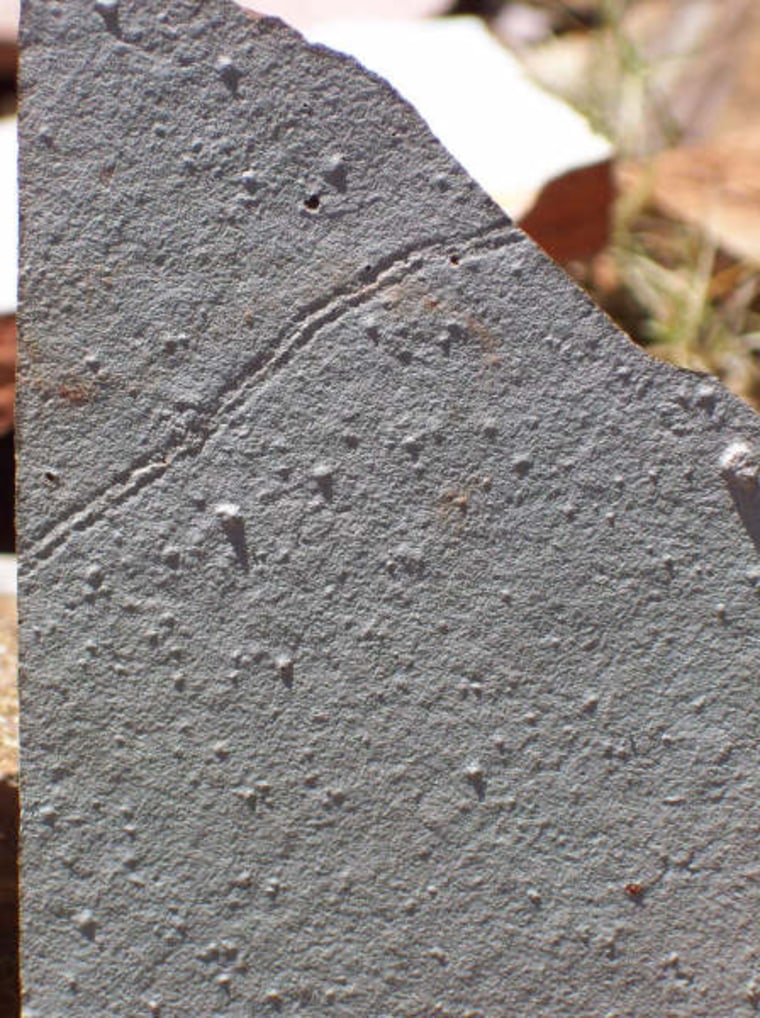 A photo of the Tacuari trace fossils, illustrating typical bilobate and sinuous trails.