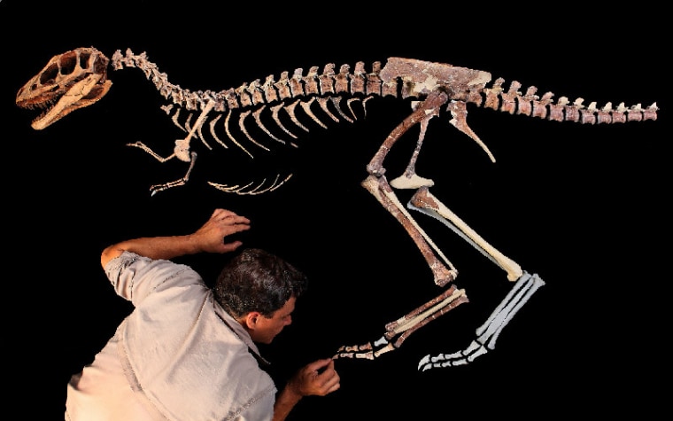 University of Chicago paleontologist Paul Sereno adds the toe claw to the skeleton of a tyrannosaur he called Raptorex. Other paleontologists do not agree these fossils belong to a new species.