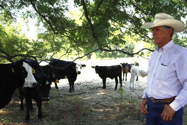 Image: Cattle rancher Gary Price watches his herd as they seek shade in 103 degree heat on his ranch in Blooming Grove