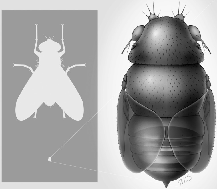 A reconstruction of the tiny phorid fly Euryplatea nanaknihali (below), with its body size compared with a house fly (Musca domestica). This family of flies is known for laying eggs in living ants.