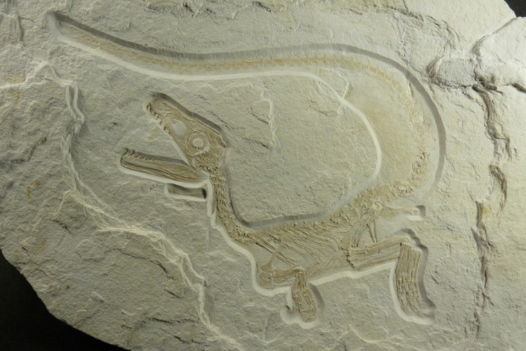 Skeleton of Sciurumimus as found on a limestone slab.