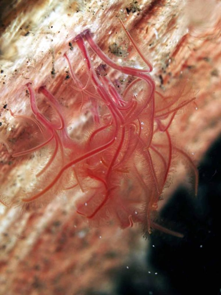 Zombie worm has no mouth — but it feasts on whale bones