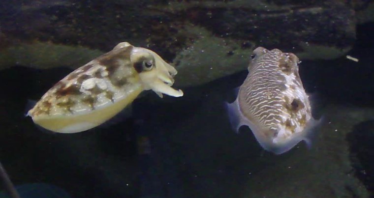 Image: Cuttlefish