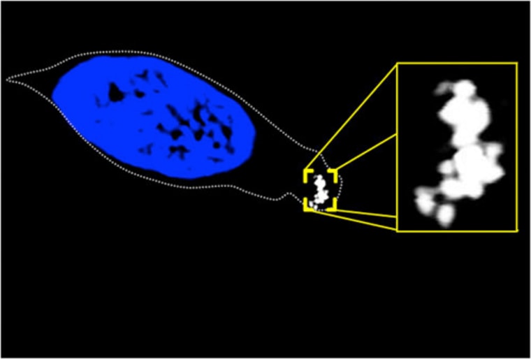 Confocal microscopy image of a cell from the nasal passage of a trout. The outline of the cell is indicated by a dotted line, the blue area is the nucleus, and the white substance highlighted in the yellow box is a clump of magnetite crystals, which rotate the cell one way or the other in the presence of a magnetic field.