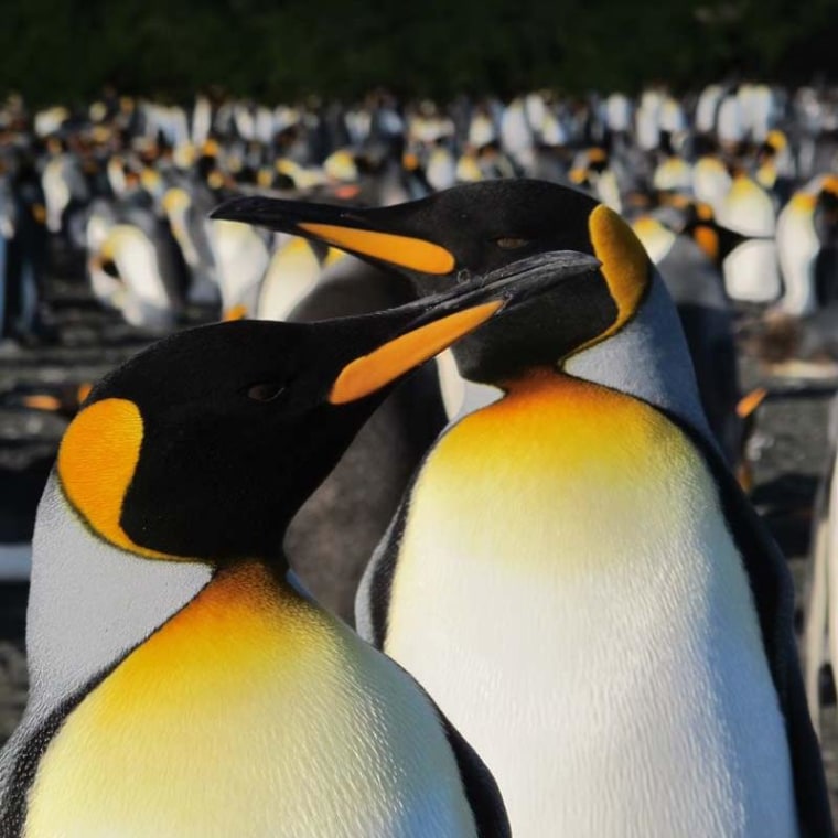 Image: King penguins