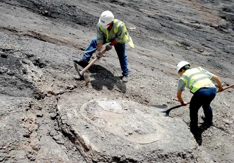 Paleontologists unearth the carapace, or shell, of the giant turtle Puentemys, which lived 60 million years ago in a hot, tropical forest environment.