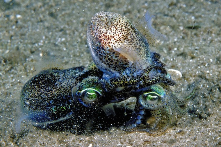 Image: Two southern dumpling squid mate