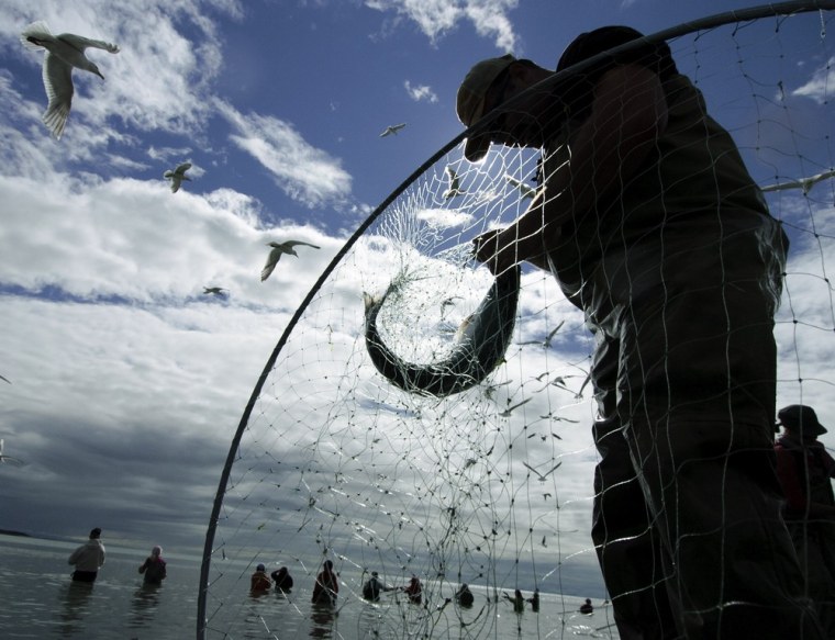 Image: Sockeye salmon fishermen