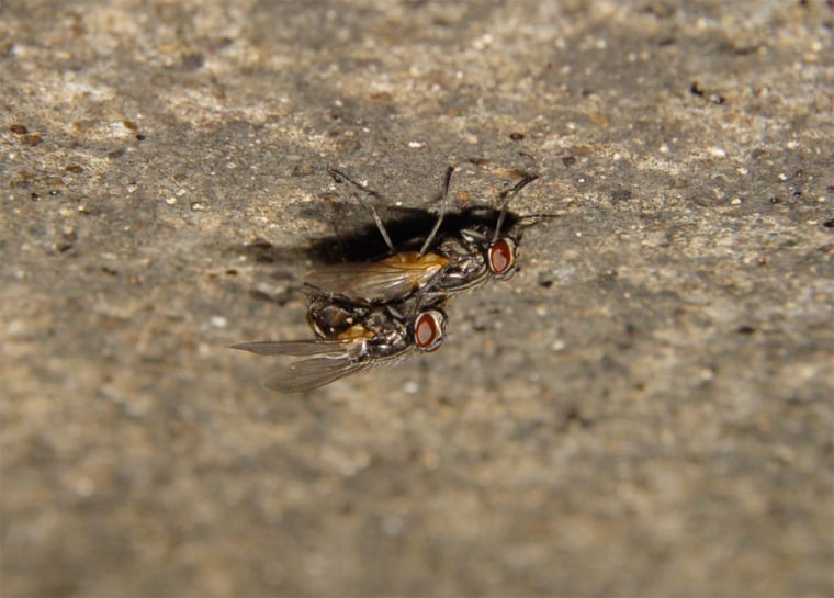 Image: Houseflies having sex