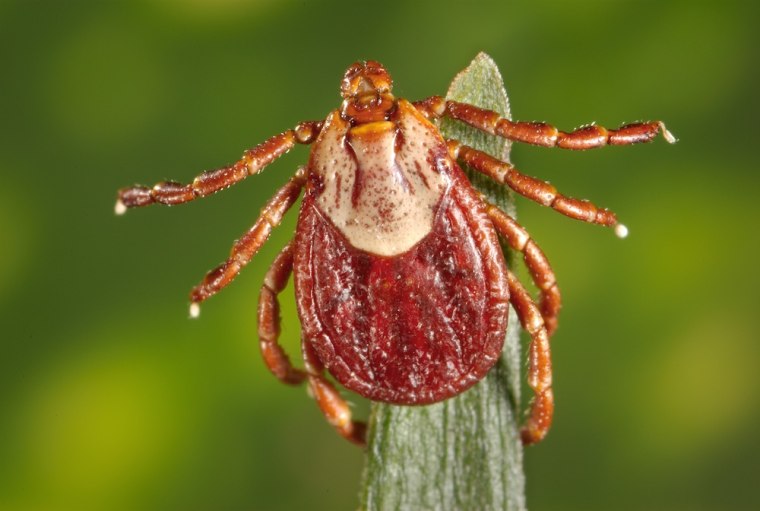 A female Rocky Mountain wood tick, Dermacentor andersoni. These ticks carry Rocky Mountain spotted fever. 